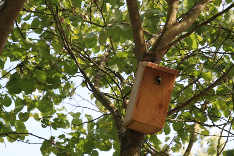 Nichoir adopté. Au jardin. LISE JALOUX